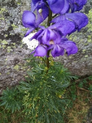 Aconitum napellus