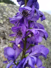 Aconitum napellus