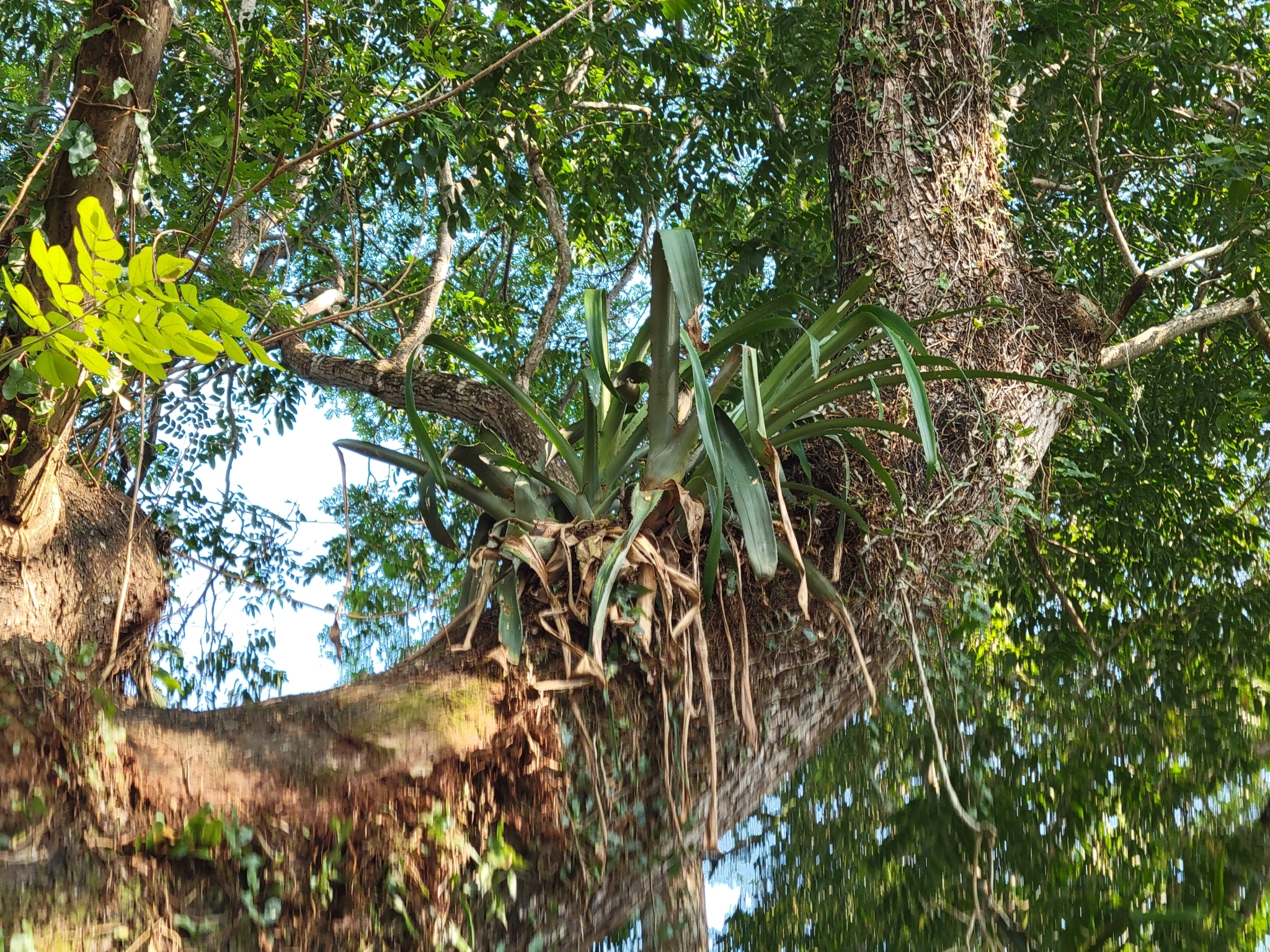 Imagem de Gravatá-de-fogo