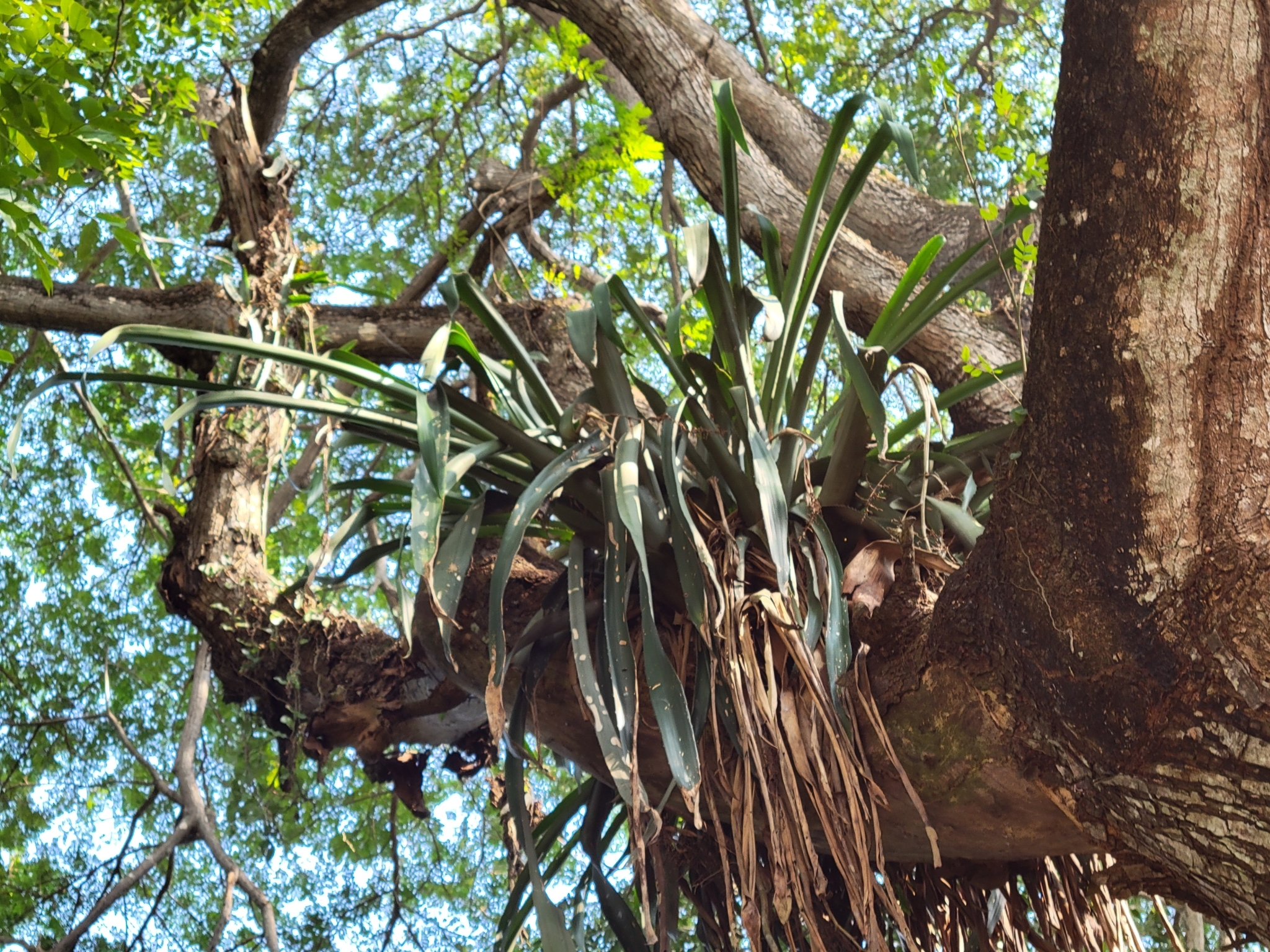 Imagem de Gravatá-de-fogo