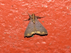 Rejectaria cocytalis