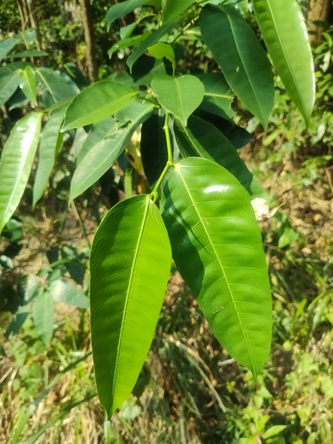 Foto de Gameleira-branca