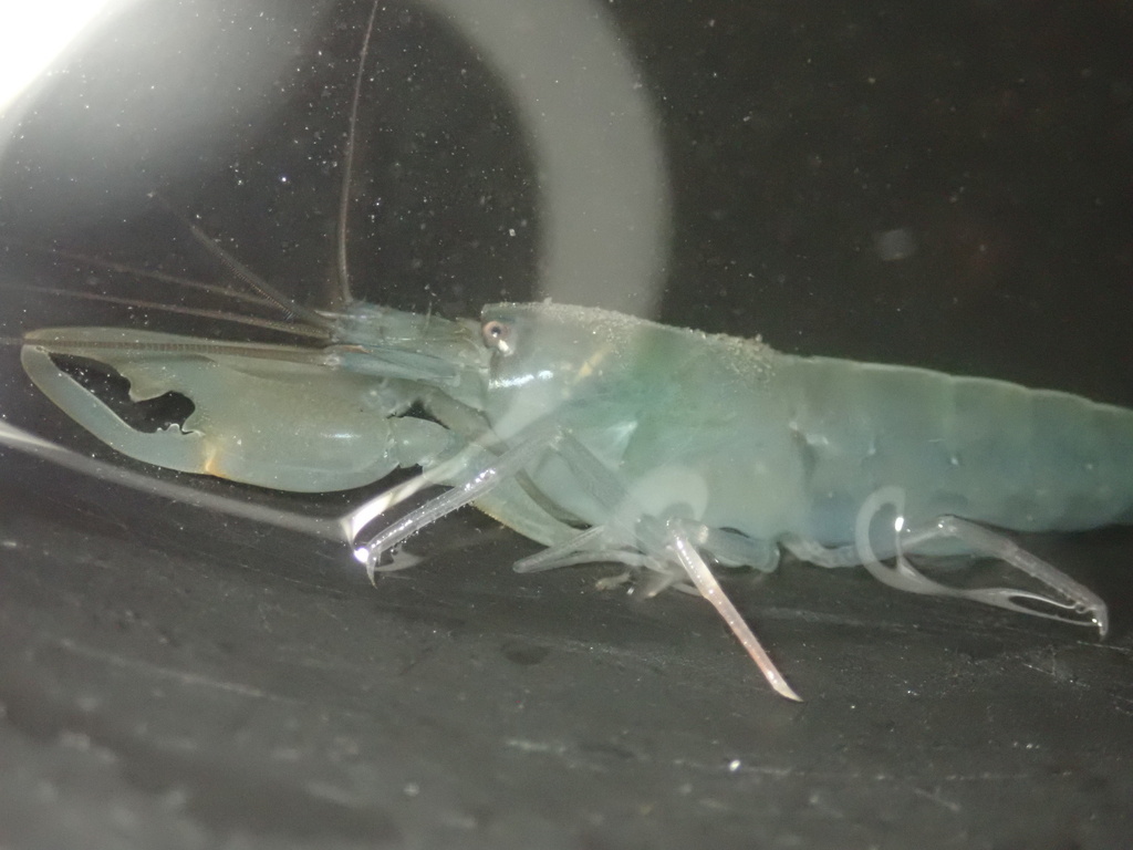 visored shrimp