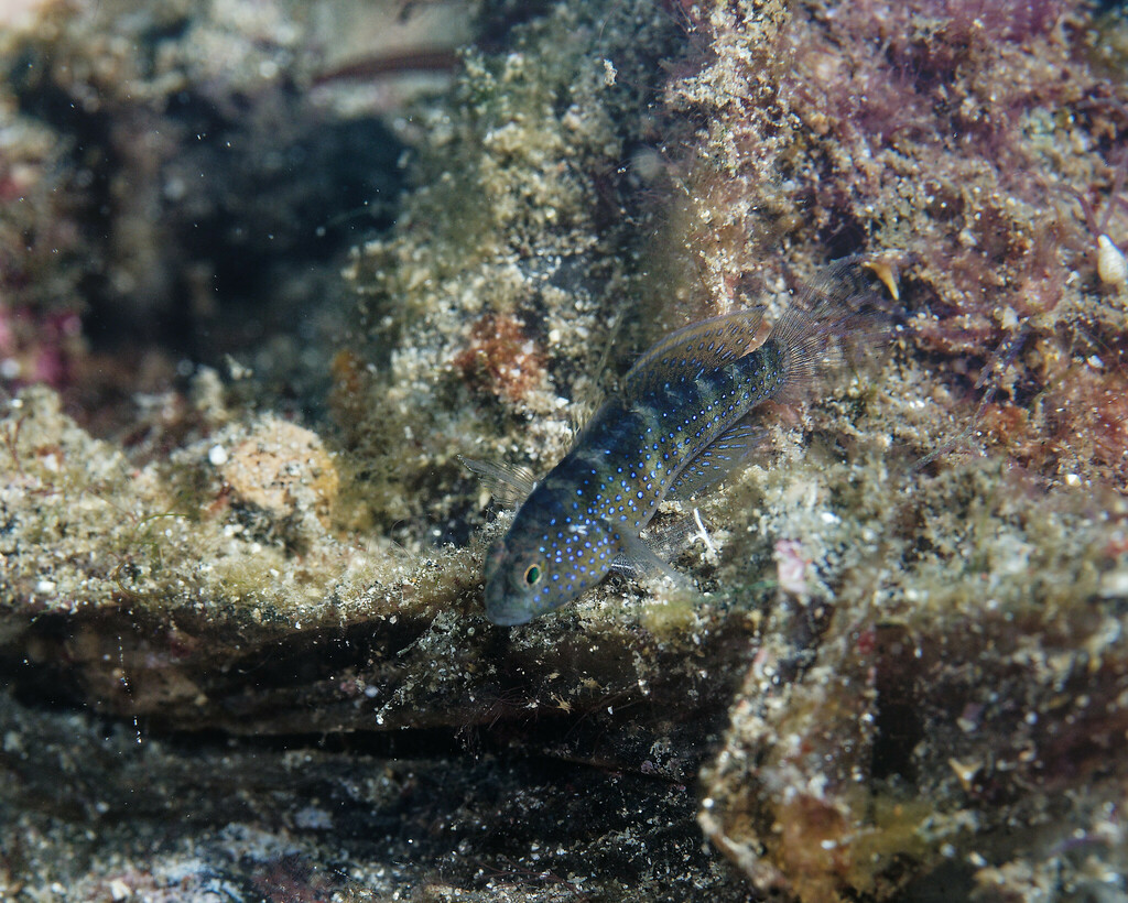 Swordtail sleeper goby (Asterropteryx ensifera) — Gobiidae