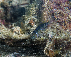 Miller's Damsel photo 2