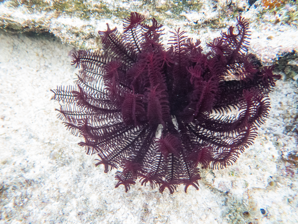 Black Feather Star