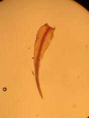Andreaea nivalis