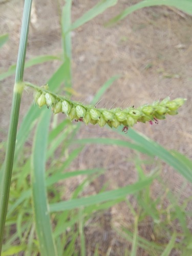 Foto de Capim-massai