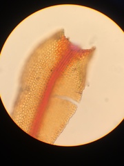 Andreaea nivalis