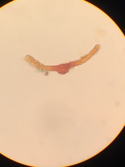 Andreaea nivalis