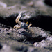 Energetic Fiddler Crab - Photo (c) Michael Rosenberg, some rights reserved (CC BY-NC)