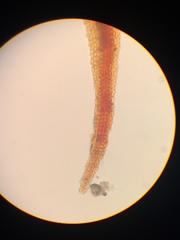 Andreaea nivalis