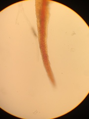 Andreaea nivalis