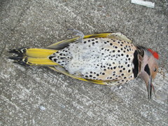 Colaptes auratus auratus