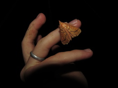 Polygrammodes hercules