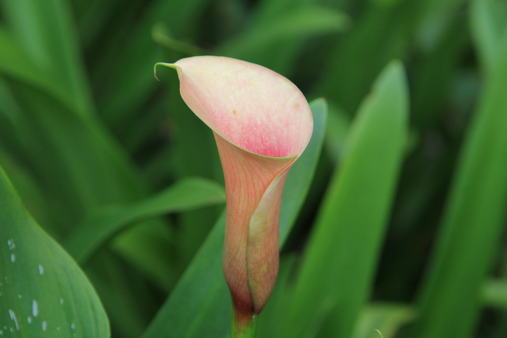 Foto de Lírio de Calla