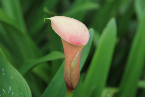 Lírio de Calla