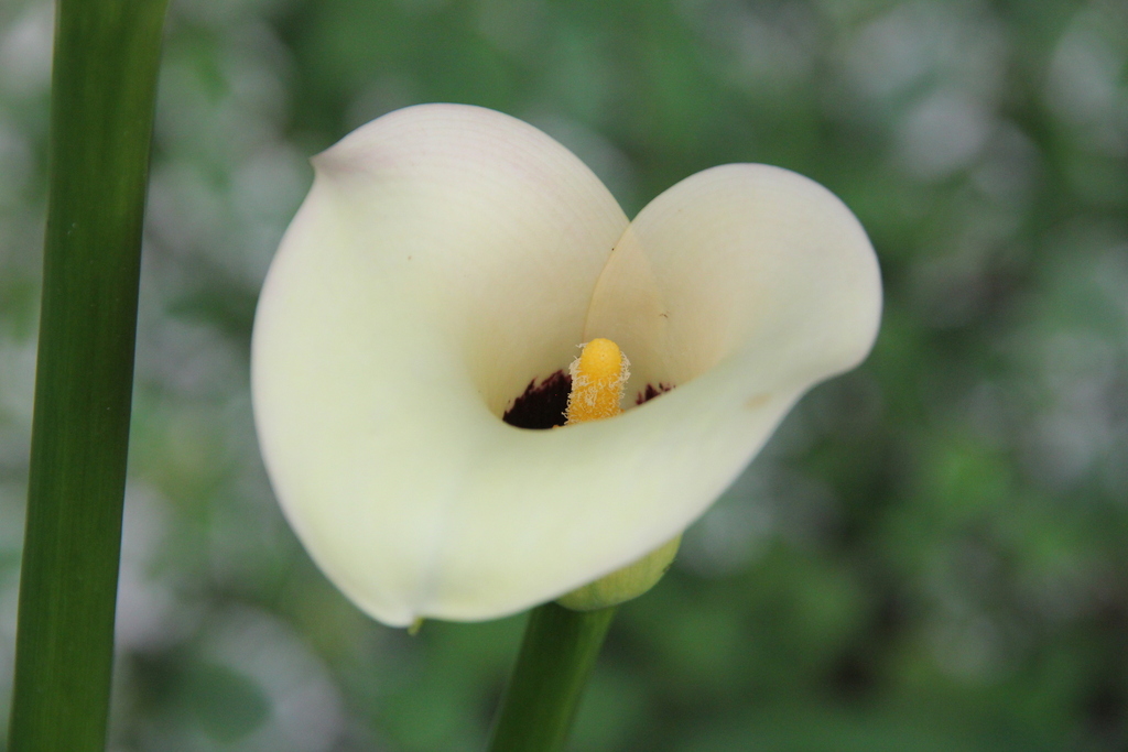 Foto de Calla
