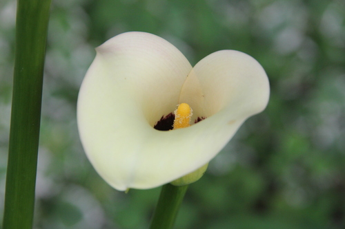 Calla