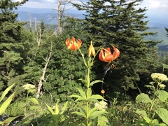 Lilium michiganense