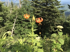 Lilium michiganense