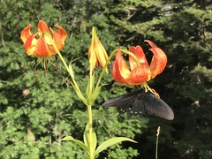 Lilium michiganense