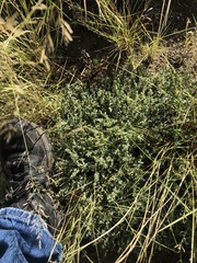Euphorbia astyla