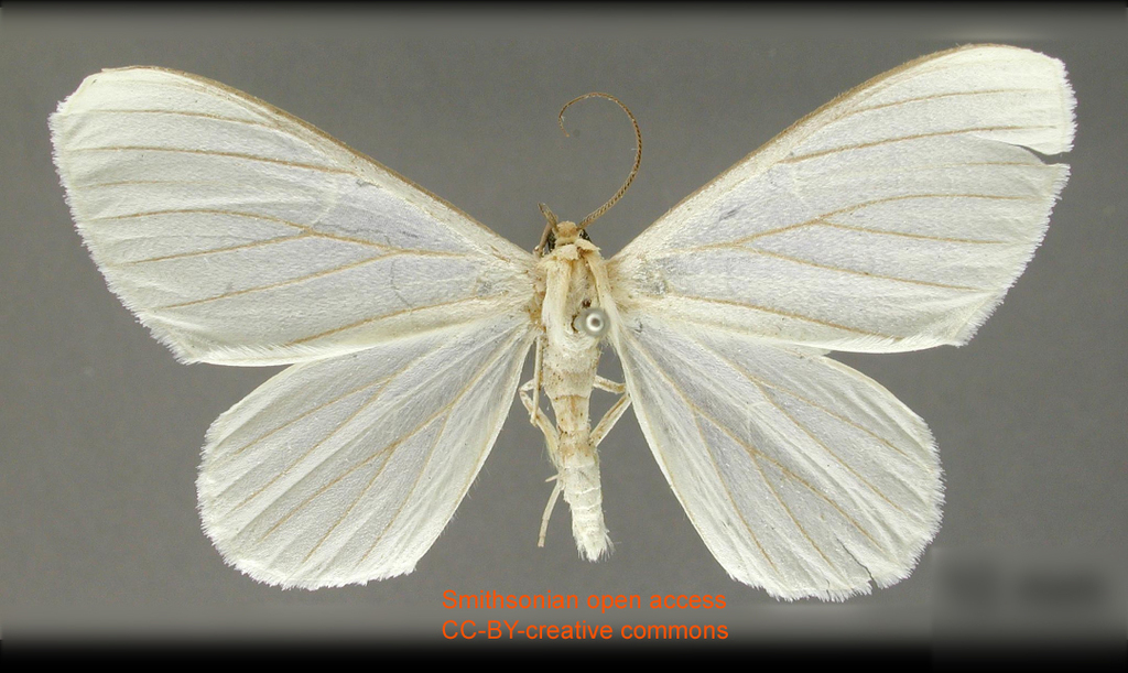 Perigramma immaculata