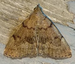 Zanclognatha dentata