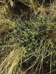 Euphorbia astyla