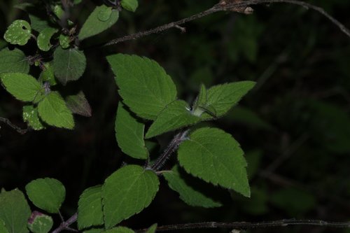 Pineapple Sage
