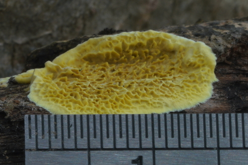 Flavodon flavus
