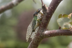 Neotibicen tibicen