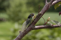 Neotibicen tibicen