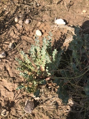 Euphorbia astyla