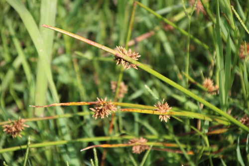 Image of Pool Clubrush (Schoenoplectus muriculatus) by no rights reserved