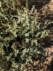 Euphorbia astyla