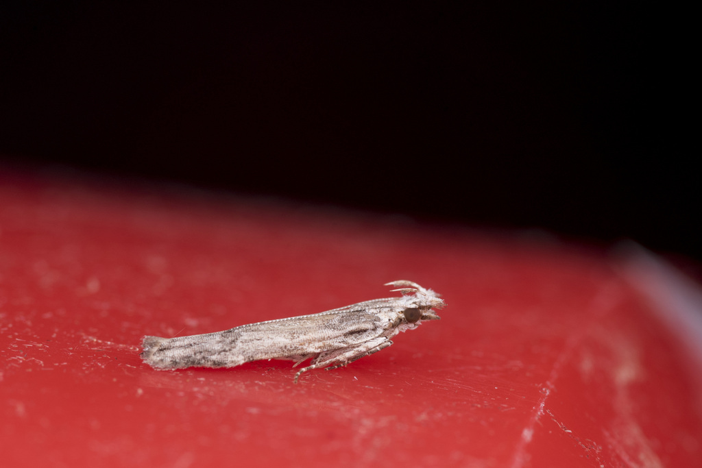 Hypatima anguinea