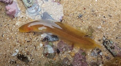Dipulus multiradiatus