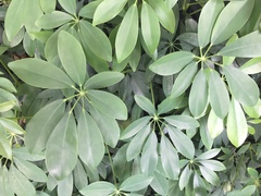 Schefflera