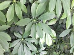 Schefflera