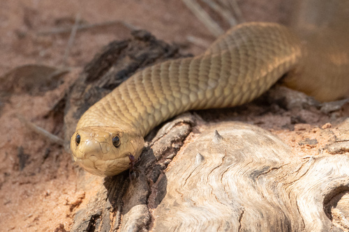 Eastern Brown Snake sighting