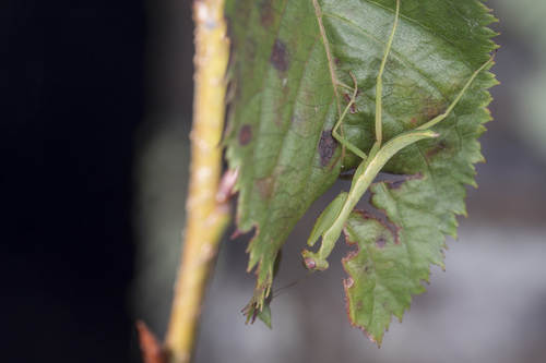 Photo of Formosan Giant Mantis (Titanodula formosana)