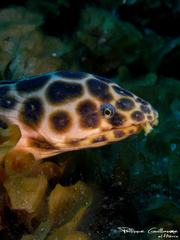 Leopard Eel photo 1