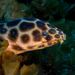 Leopard Eel - Photo (c) Philippe Guillaume, some rights reserved (CC BY)