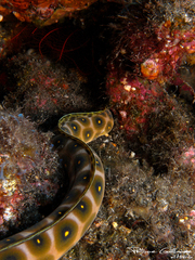 Leopard Eel photo 2