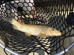 Longnose Sucker photo 3