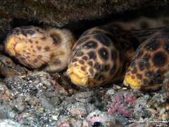 Leopard Eel photo 3