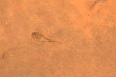Triops longicaudatus
