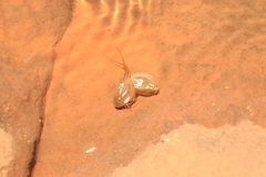 Triops longicaudatus